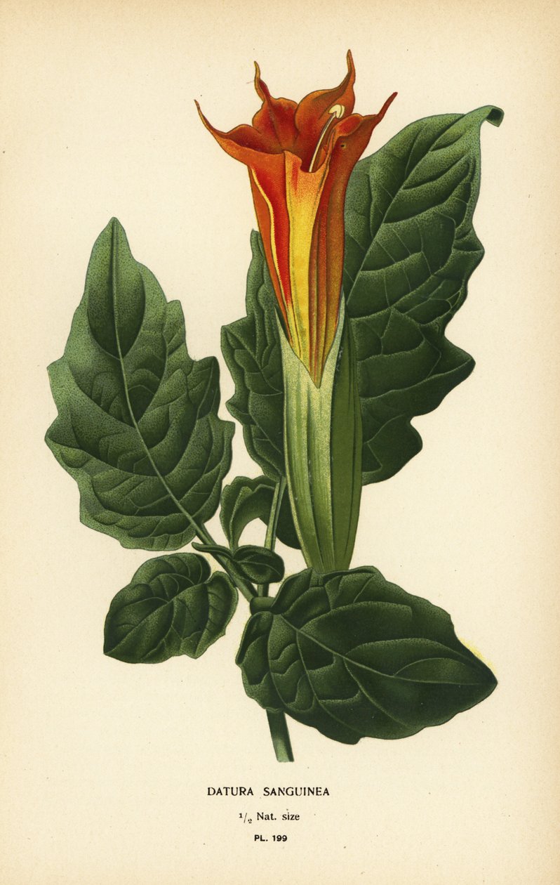 Rød engletrompet, Brugmansia sanguinea. Uddøde. af Désiré Georges Jean Marie Bois