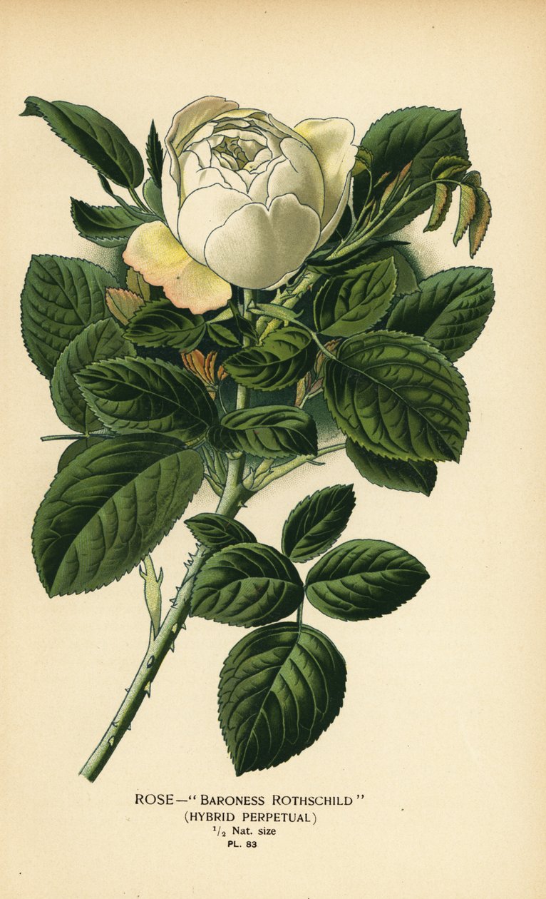 Rose Baroness Rothschild, hybrid perpetual. af Désiré Georges Jean Marie Bois