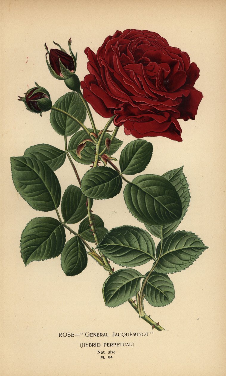 Rose General Jacqueminot, evigvarende hybrid. af Désiré Georges Jean Marie Bois