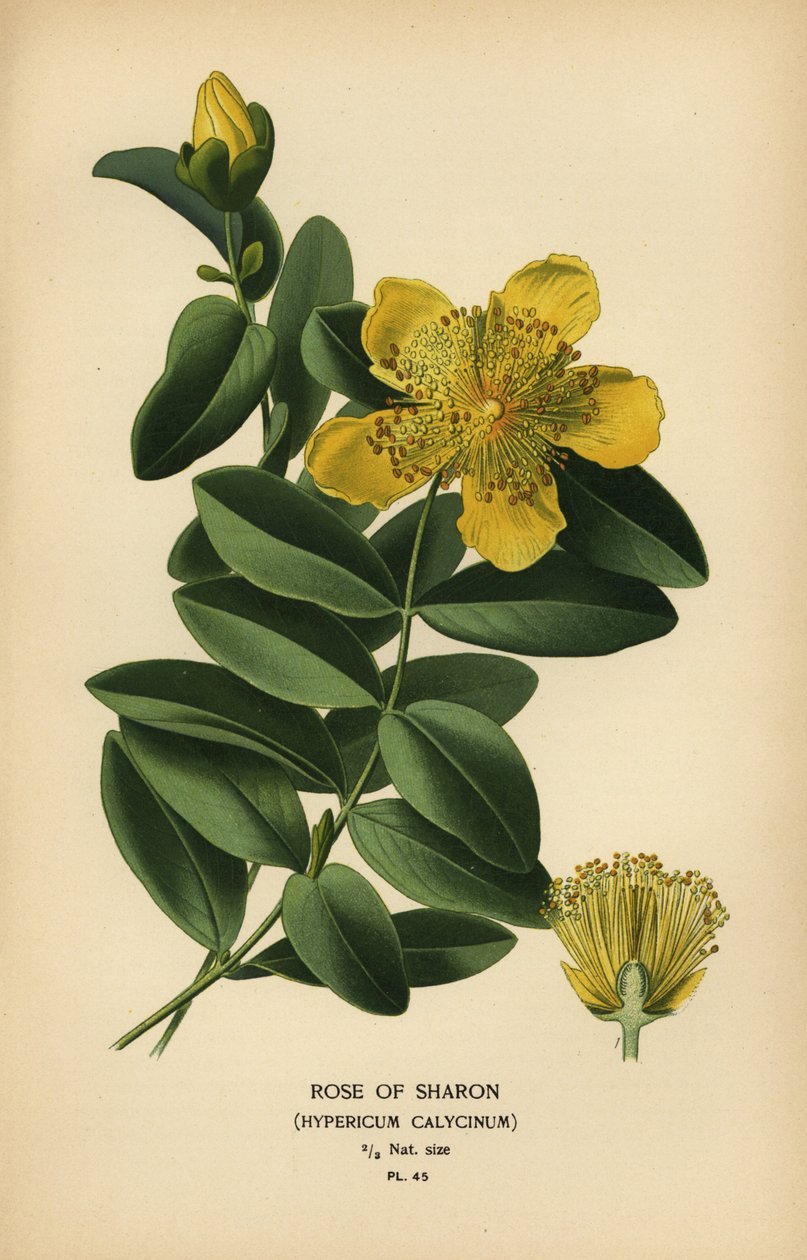 Rose of Sharon, Hypericum calycinum. af Désiré Georges Jean Marie Bois