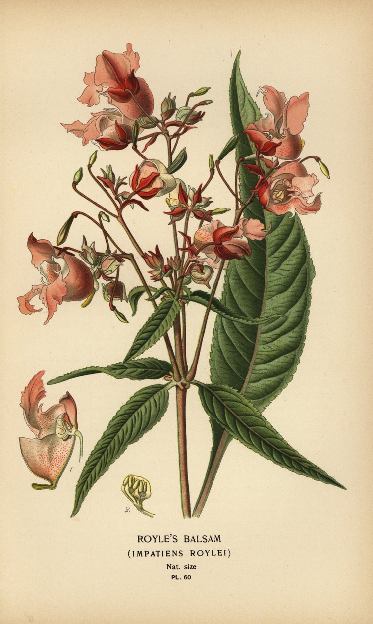 Royles balsam, Impatiens roylei. af Désiré Georges Jean Marie Bois
