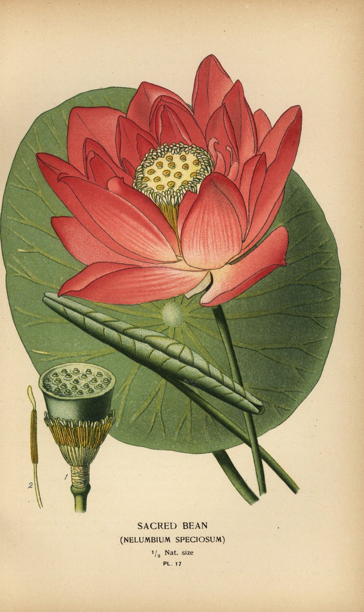 Hellig bønne eller indisk lotus, Nelumbo nucifera. af Désiré Georges Jean Marie Bois