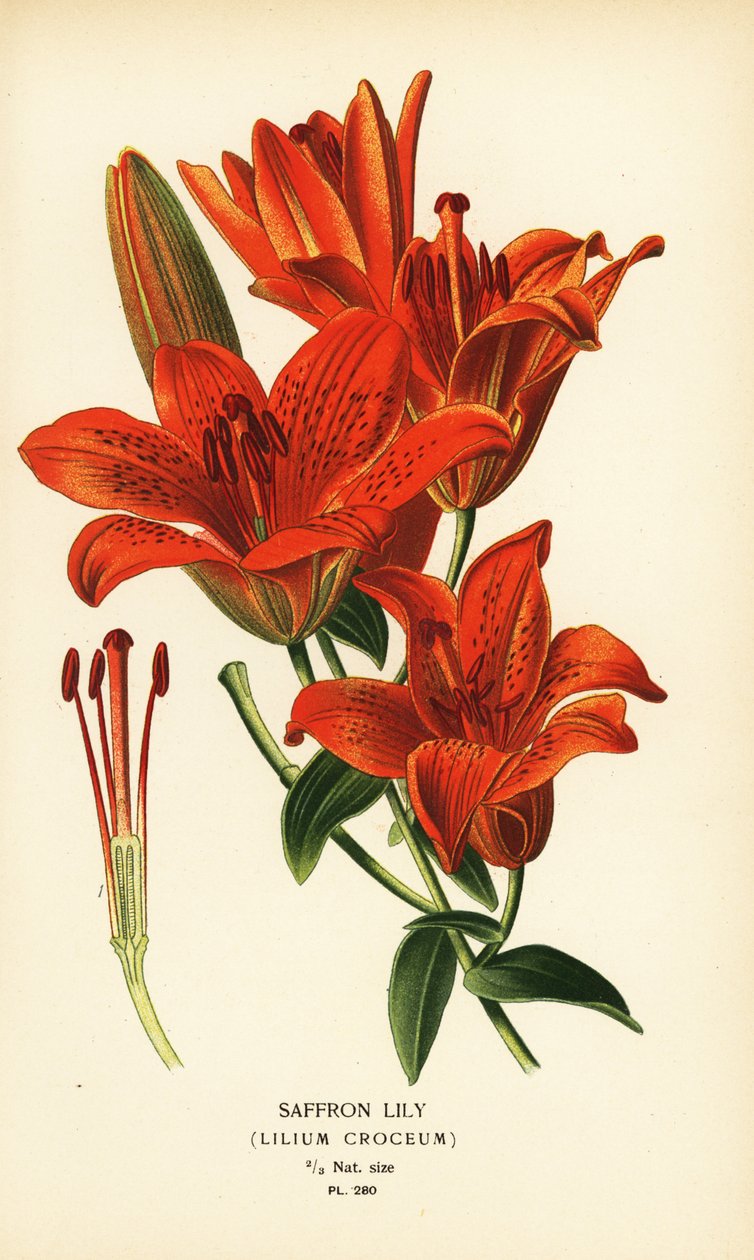 Safran lilje, Lilium croceum. Kromolitografi fra en illustration af Desire Bois fra Edward Step