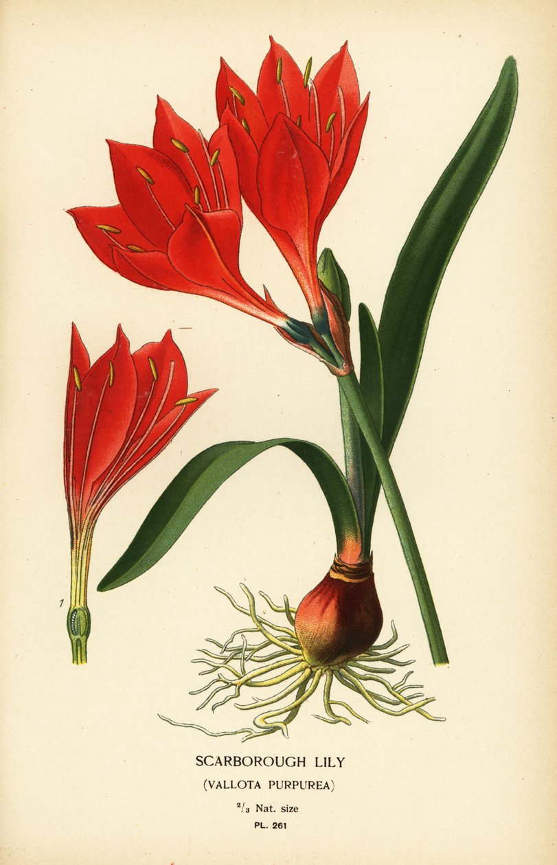 Scarborough lilje, Cyrtanthus elatus (Vallota purpurea). Kromolitografi fra en illustration af Desire Bois fra Edward Step