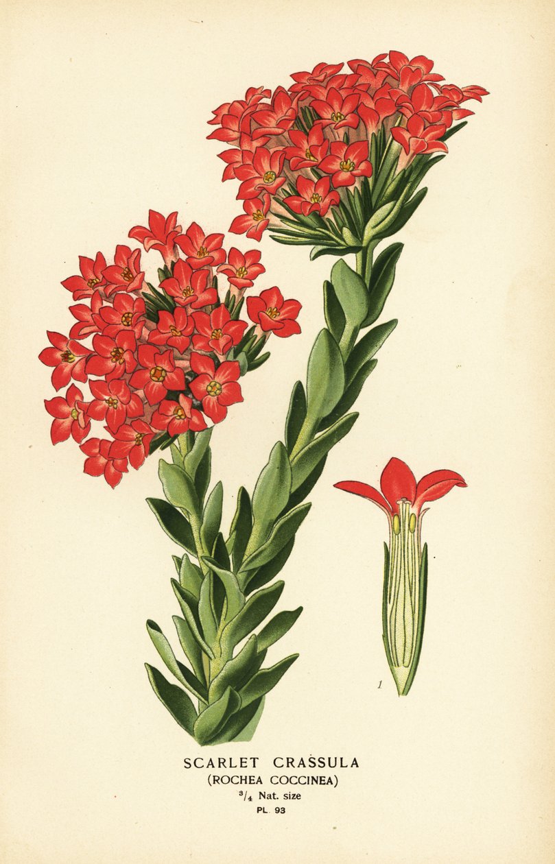 Scarlet carrula, Crassula coccinea. af Désiré Georges Jean Marie Bois