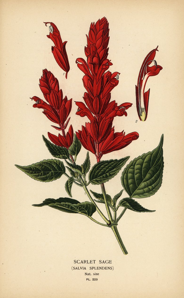 Skarlagensrød salvie, Salvia splendens. Kromolitografi fra en illustration af Desire Bois fra Edward Step