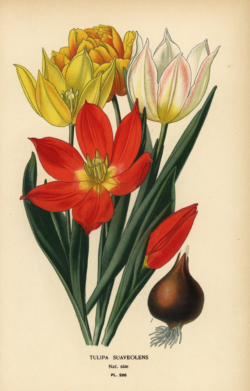 Schrencks tulipan, Tulipa suaveolens eller Tulipa schrenkii. Kromolitografi fra en illustration af Desire Bois fra Edward Step