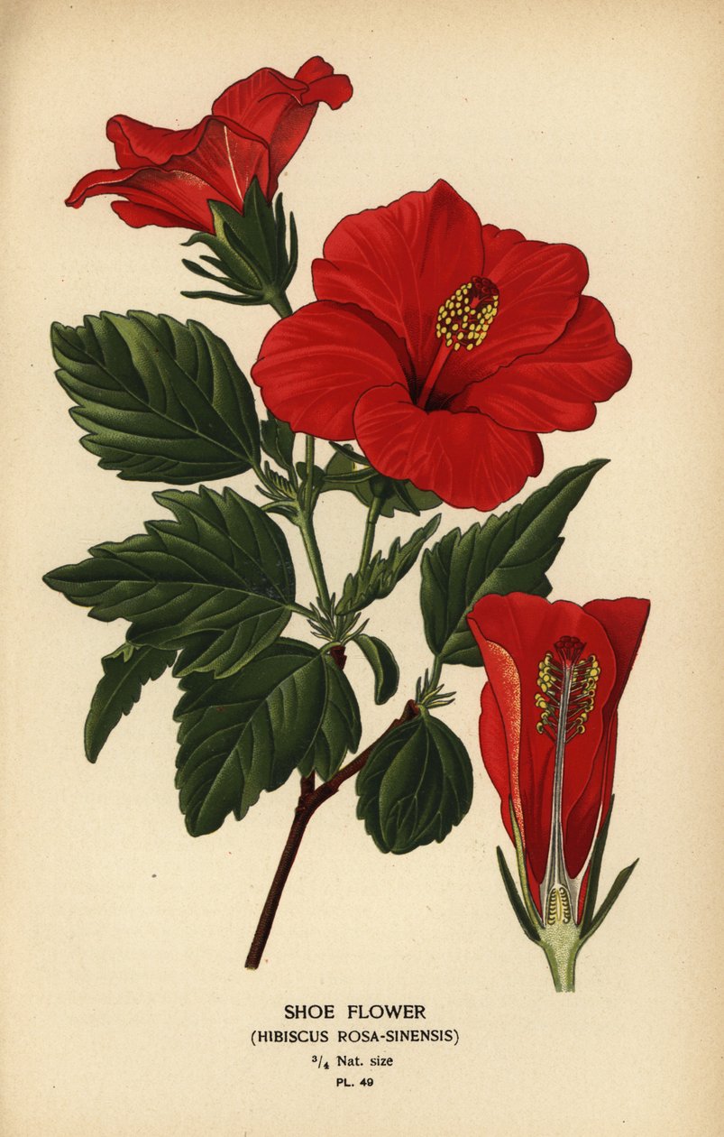 Skoblomst eller Kinarose, Hibiscus rosa-sinensis. af Désiré Georges Jean Marie Bois