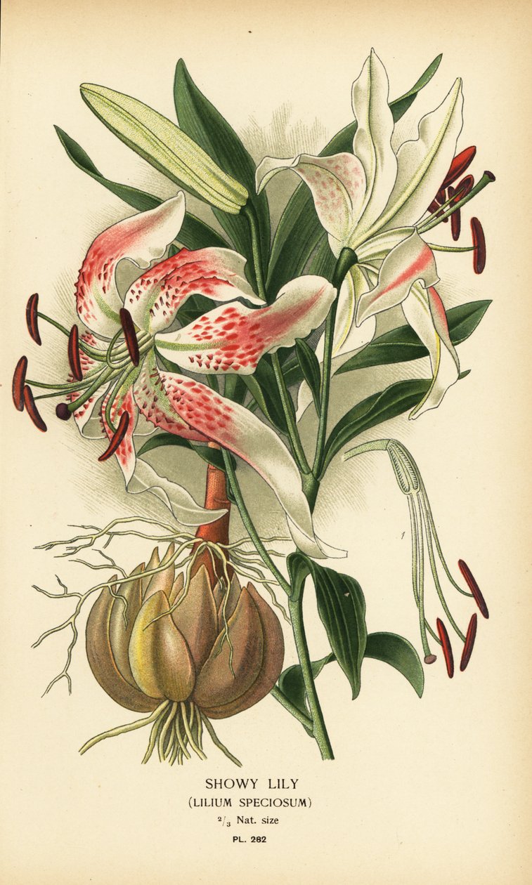 Prangende lilje, Lilium speciosum. Kromolitografi fra en illustration af Desire Bois fra Edward Step