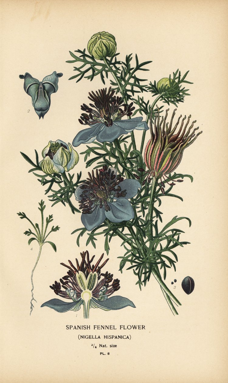 Spansk fennikel, Nigella hispanica. af Désiré Georges Jean Marie Bois