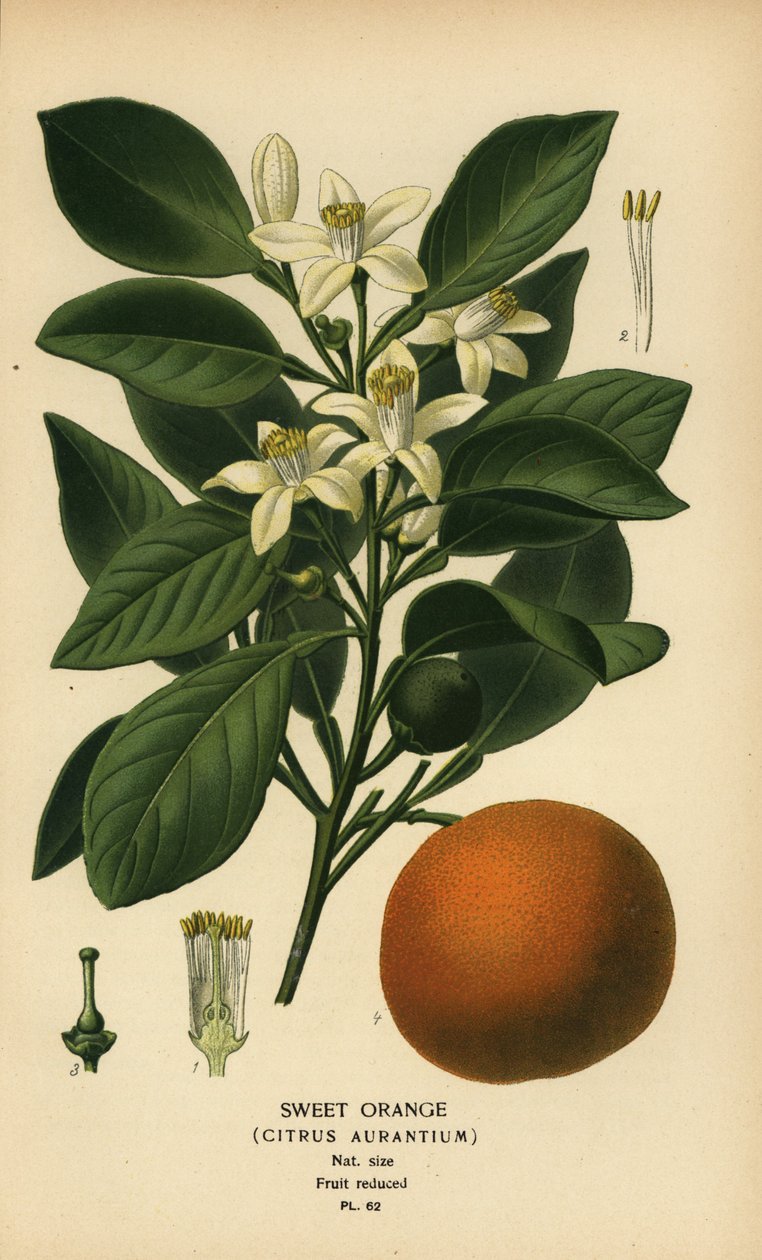 Sød appelsin, Citrus x aurantium. af Désiré Georges Jean Marie Bois