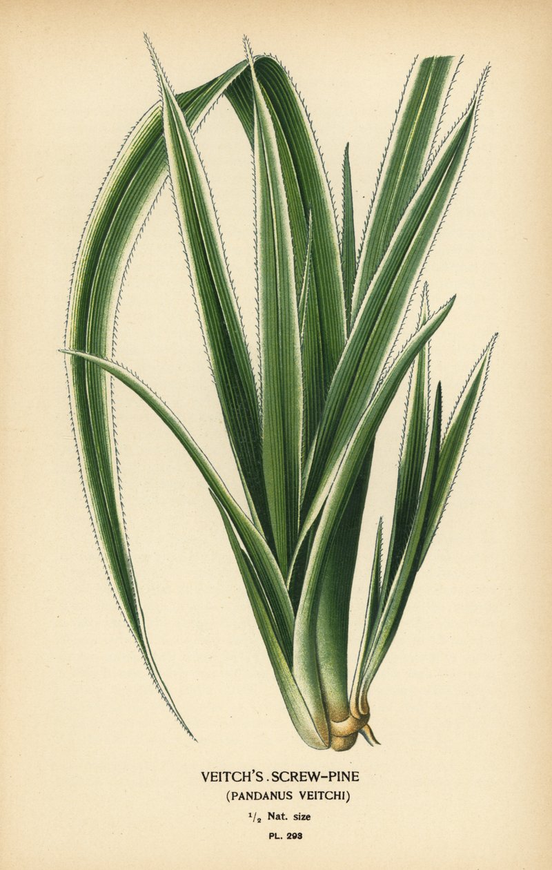 Tahitisk skruefyr, Pandanus tectorius (Veitchs skruefyr, Pandanus veitchii). Kromolitografi fra en illustration af Desire Bois fra Edward Step