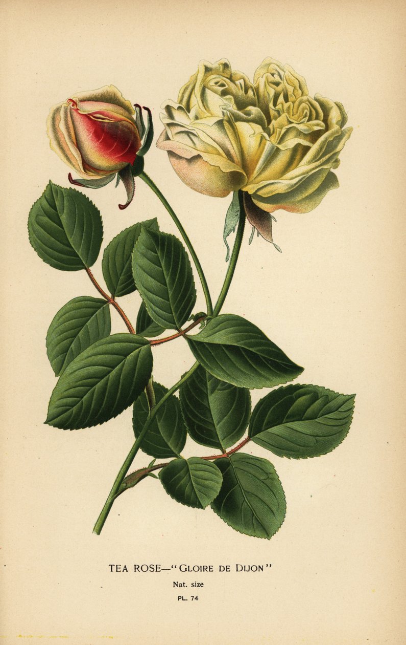 Te-rose hybrid, Glooire de Dijon, Rosa × odorata. af Désiré Georges Jean Marie Bois