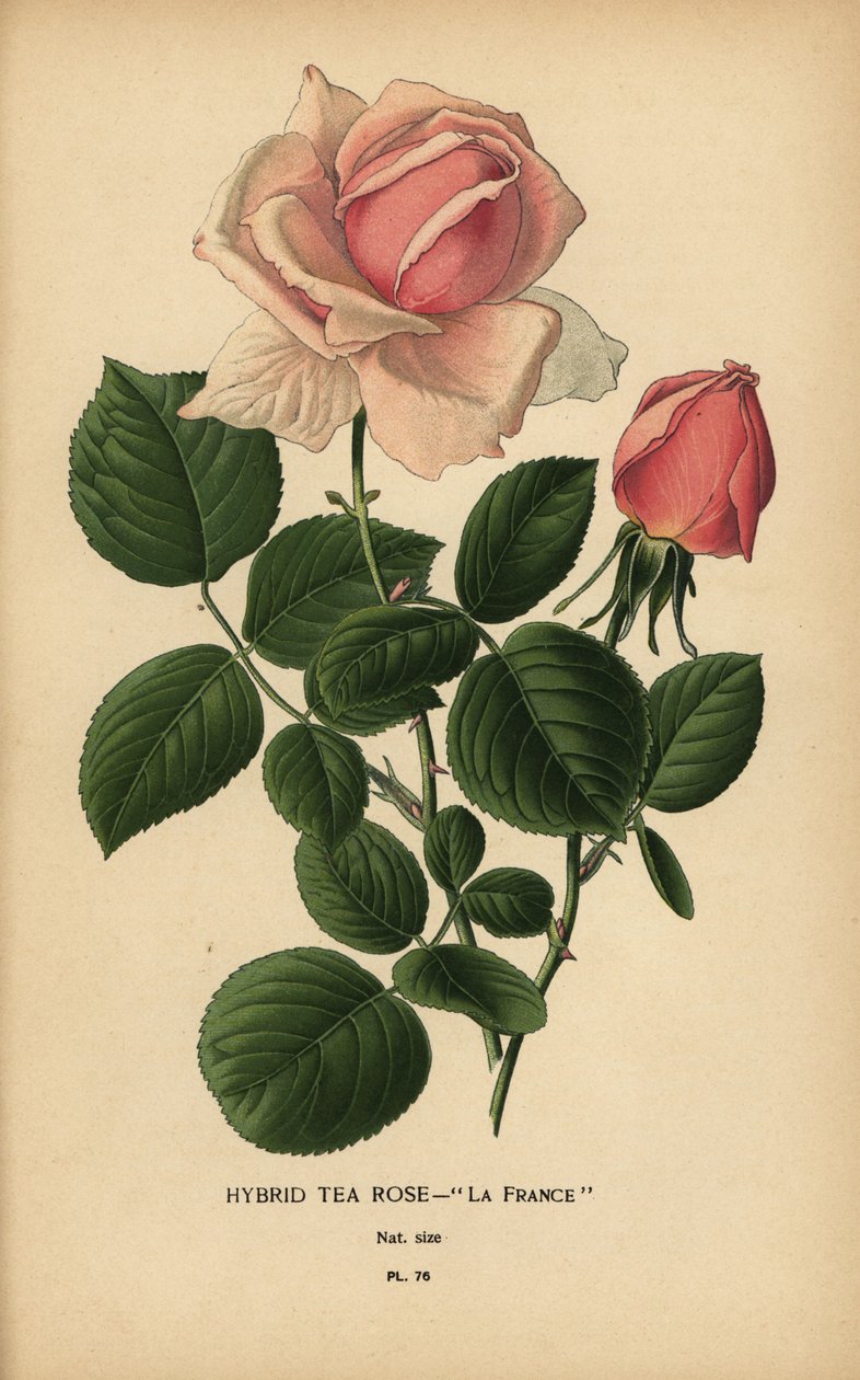 Te rose hybrid, La France, Rosa × odorata. af Désiré Georges Jean Marie Bois