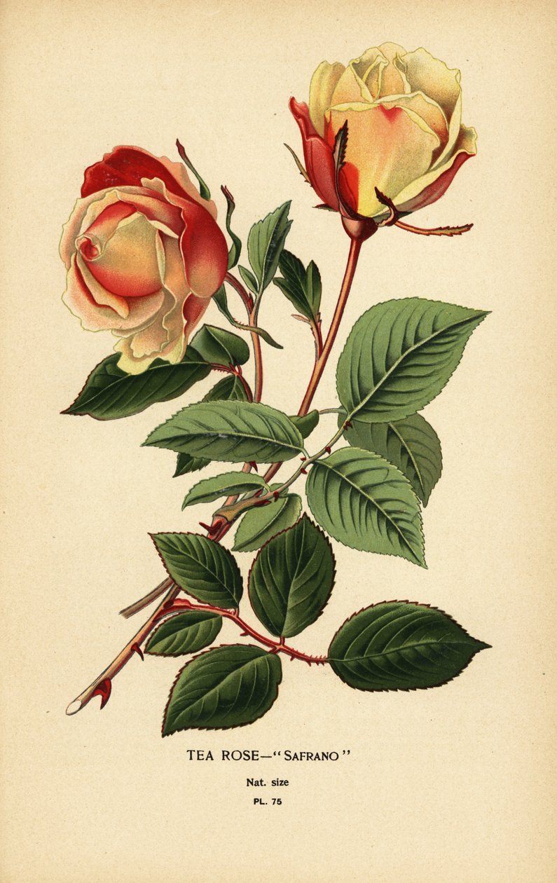 Te-rose hybrid, safran, rose × Odorata. af Désiré Georges Jean Marie Bois