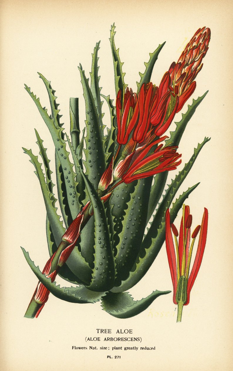 Træaloe, Aloe arborescens. Kromolitografi fra en illustration af Desire Bois fra Edward Step