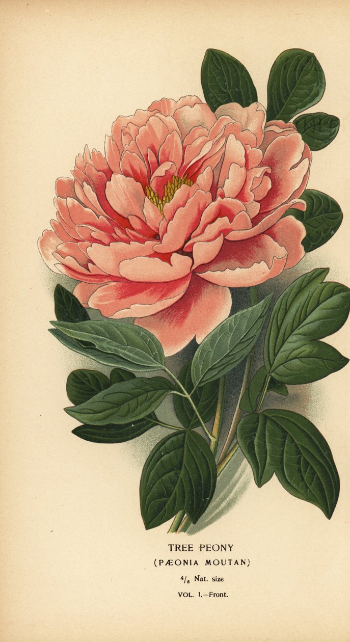 Træpæon, Paeonia moutan. af Désiré Georges Jean Marie Bois