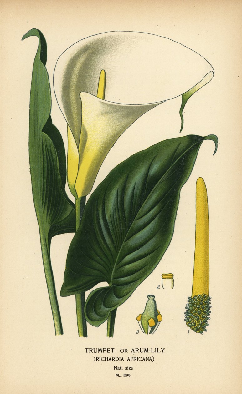 Trompetlilje, arumlilje eller Calla lilje, Zantedeschia aethiopica (Richardia africana). Kromolitografi fra en illustration af Desire Bois fra Edward Step
