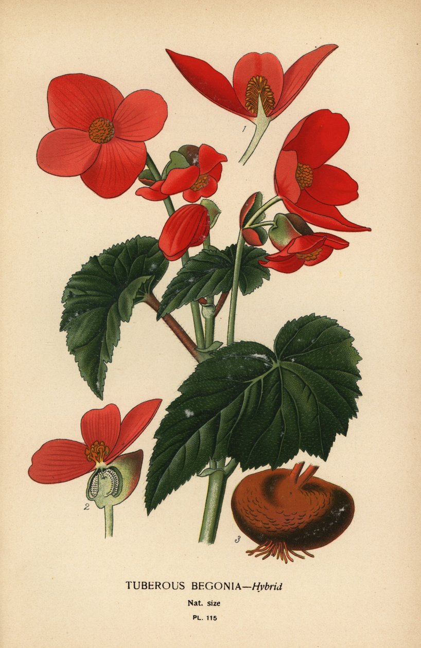 Knoldbegonia hybrid. af Désiré Georges Jean Marie Bois