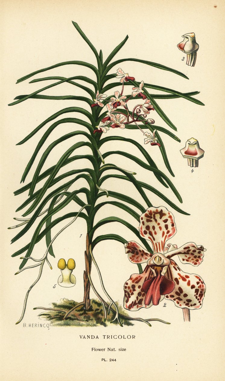 Vanda tricolor orkidé. Kromolitografi fra en illustration af B. Herincq fra Edward Step