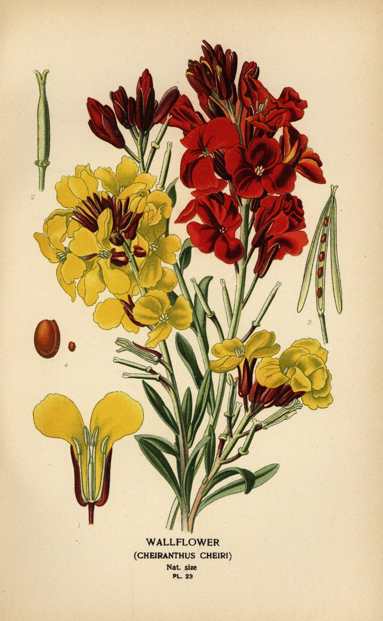 Vægblomster, Erysimum × cheiri. af Désiré Georges Jean Marie Bois