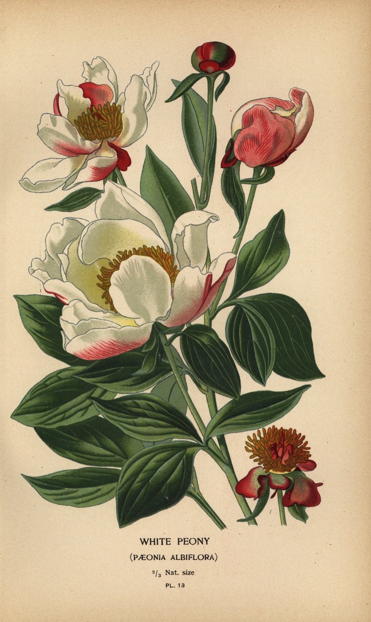 Hvid pæon, Paeonia lactiflora. af Désiré Georges Jean Marie Bois