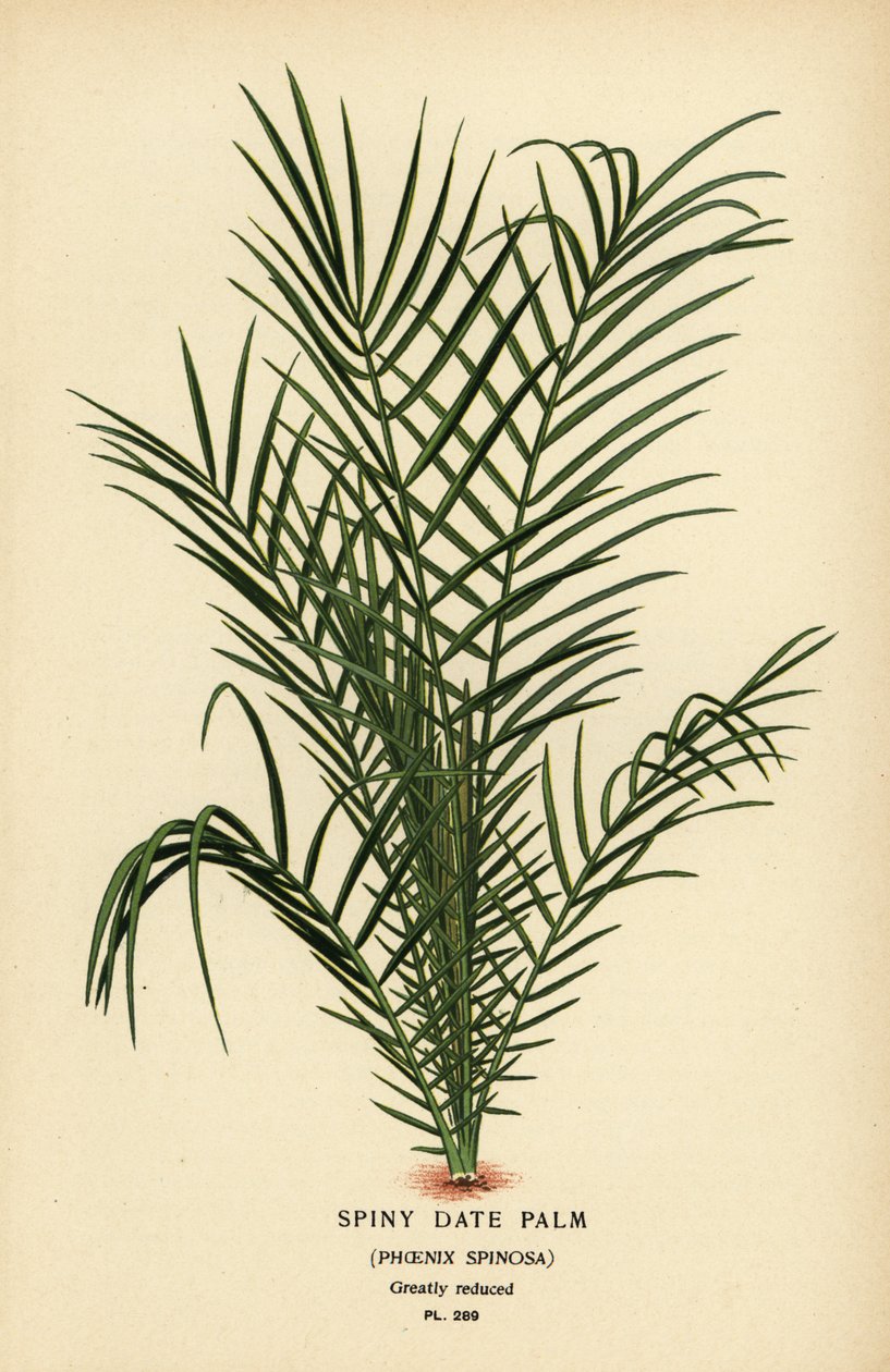 Vild daddelpalme eller Senegal dadelpalme, Phoenix reclinata (Spiny dadelpalme, Phoenix spinosa). Kromolitografi fra en illustration af Desire Bois fra Edward Step