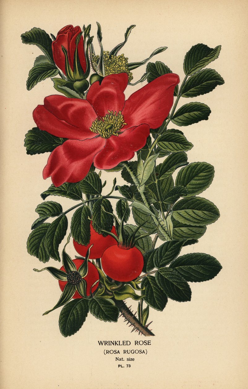 Rynket rose, Rosa rugosa. af Désiré Georges Jean Marie Bois