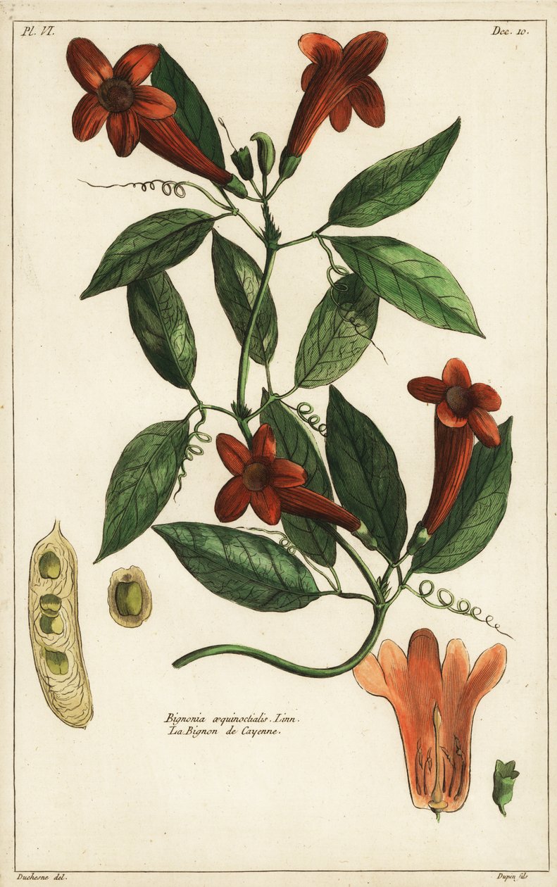 Hvidløgsvin, Bignonia equinoctialis, Linn af Duchesne Duchesne