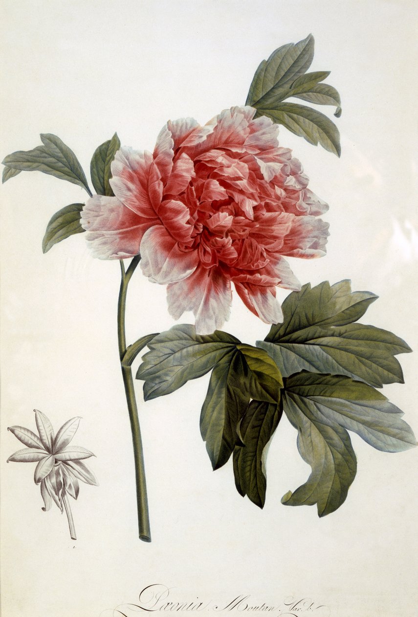 Paeonia Moutan, udgivet 1799 (farvet stiplet gravering) af Dutch School
