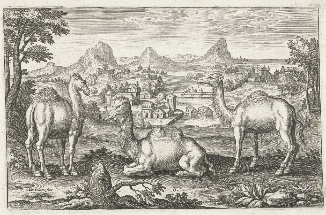 Tre kameler, graveret af Adriaen Collaert (ca. 1560 - 1618) af Dutch School