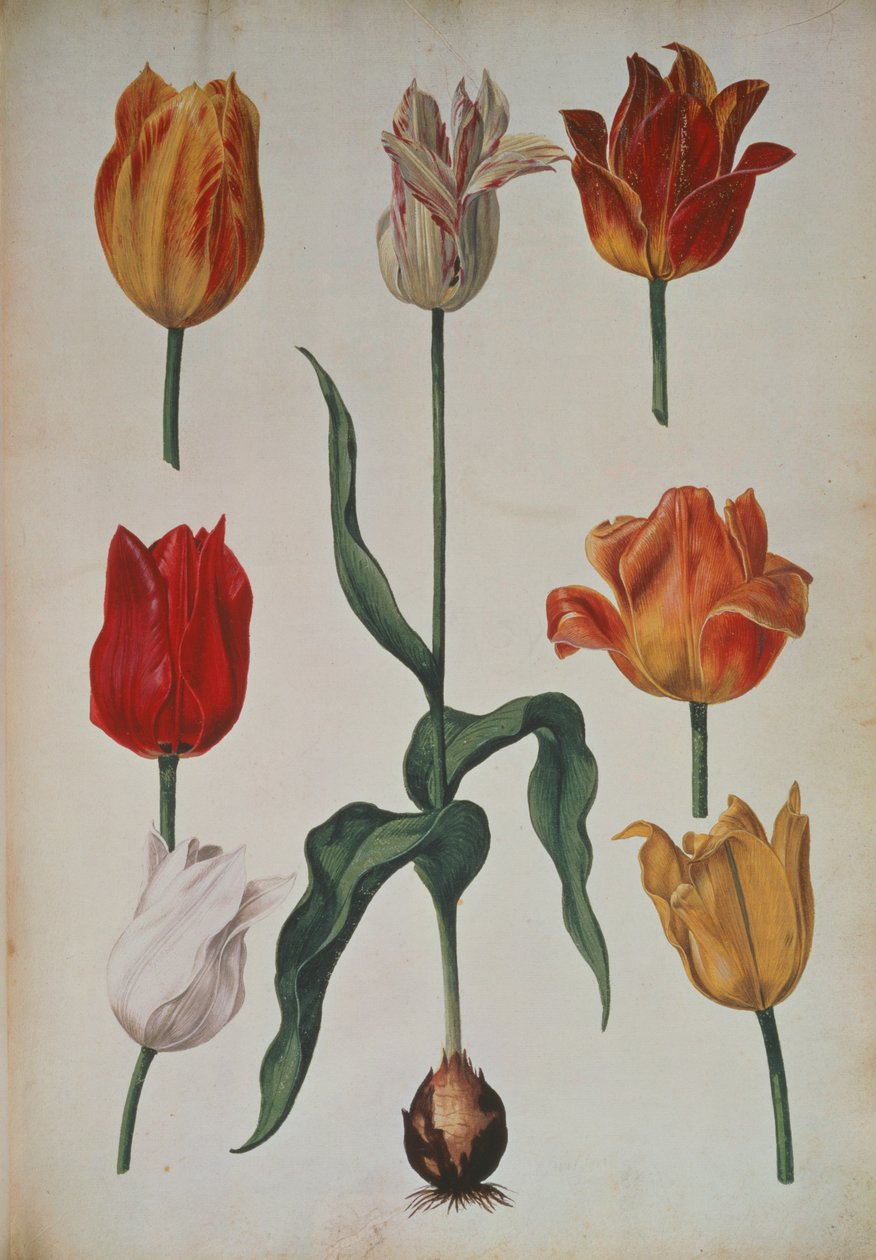 Tulipaner: fra Samling af blomster hentet fra naturen (Samling af blomster hentet fra naturen) c.1630 af Dutch School