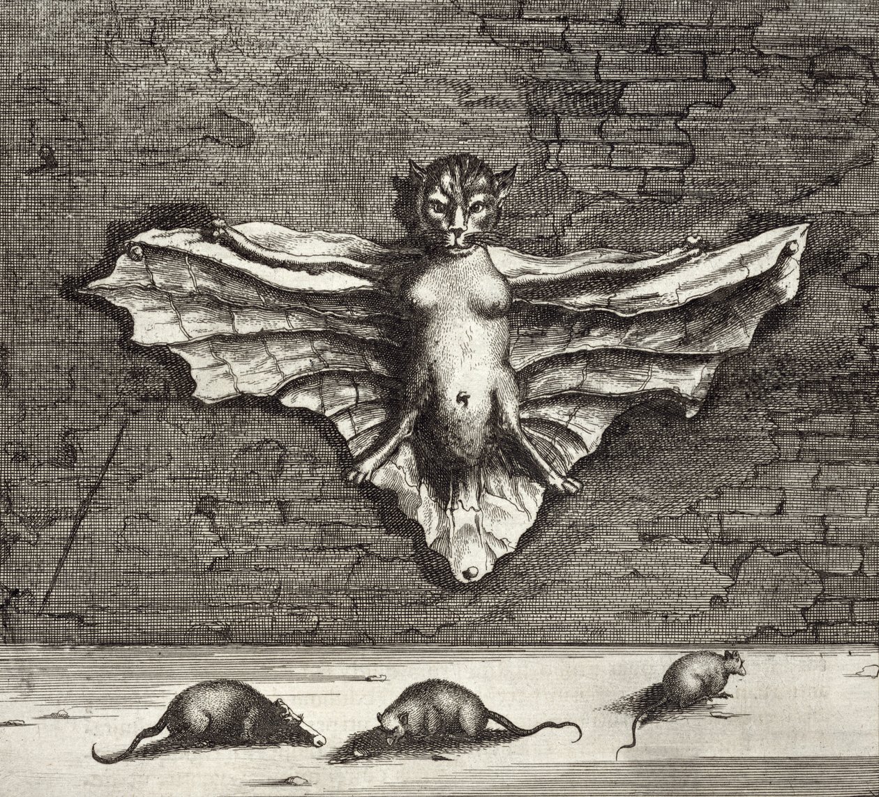 En flagermus kendt som en flyvende kat, fra Kina Illustreret af Athanasius Kircher (1601-80) 1667 af Dutch School