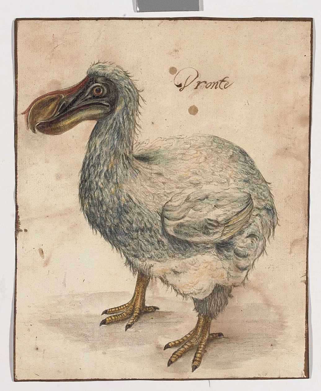 En Dodo (spor af sort kridt, w/c & gummi arabicum med brune vask-rammelinjer) af Dutch School