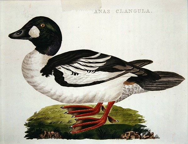 Anas Clangula af Dutch School