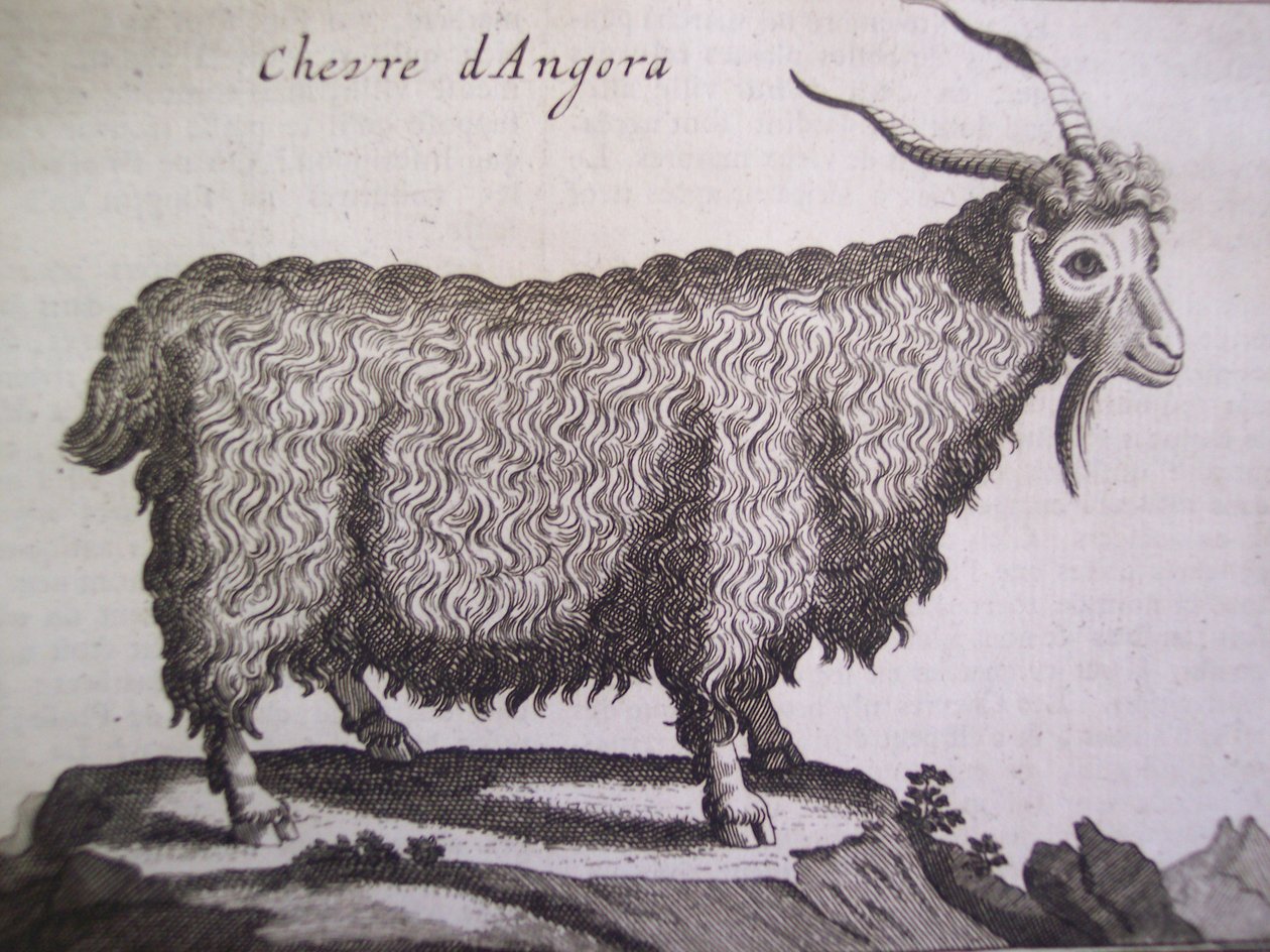 Angoraged, fra Relation dun Voyage du Levant af Joseph Pitton de Tournefort, Amsterdam, 1718 af Dutch School