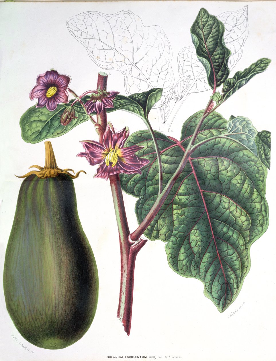 Aubergine, botanisk tallerken fra Flora of the Gardens of the Kingdom of the Netherlands af A. W. Sythoff, 1860 af Dutch School