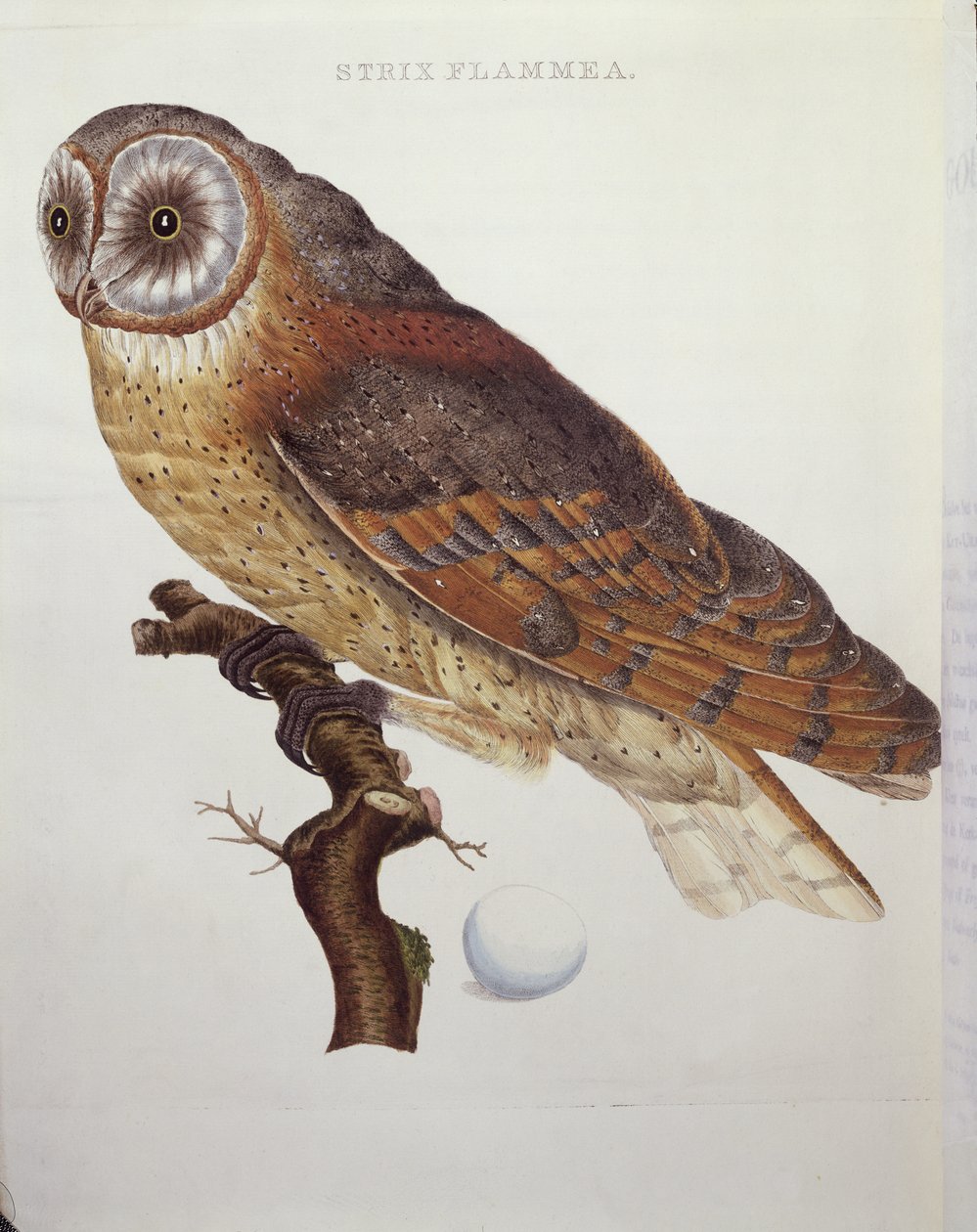 Kirkeugle (Strix Flammea) 1796 af Dutch School