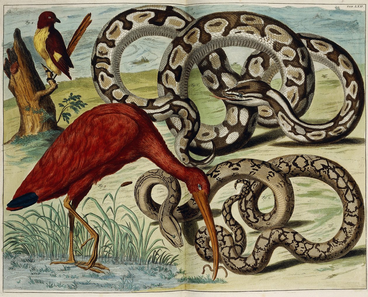 Fugle og slanger, plade 62, fra "Den mest nøjagtige beskrivelse af naturskattene", 1734-1765 af Dutch School