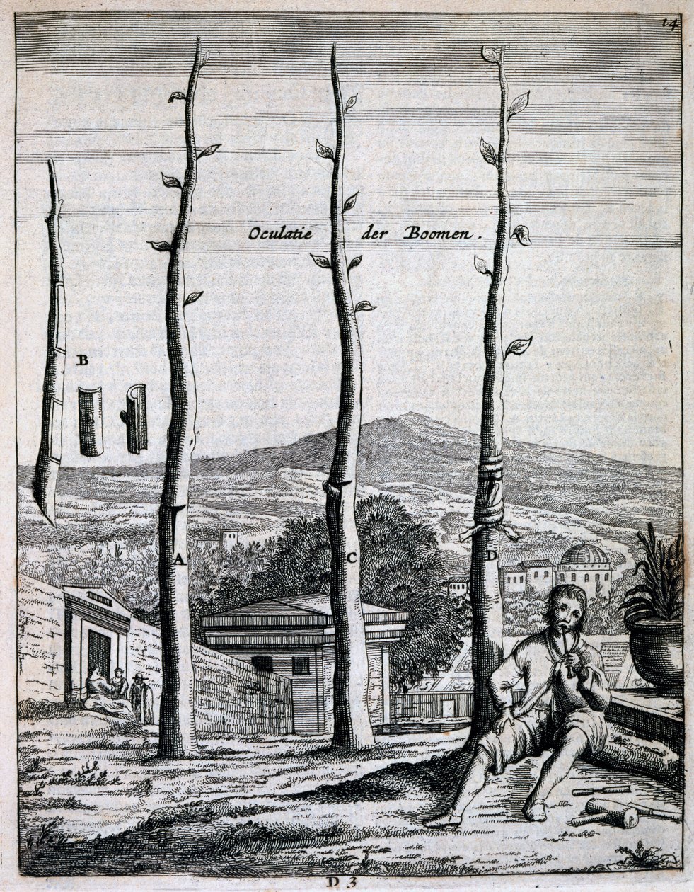 Frugttræer, fra De Nederlandze Hesperides af Jan Commelin, udgivet 1676 af Dutch School
