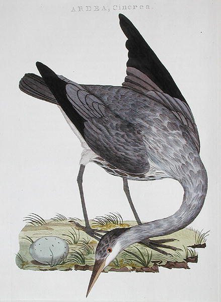 Heron, udgivet i Amsterdam af Dutch School
