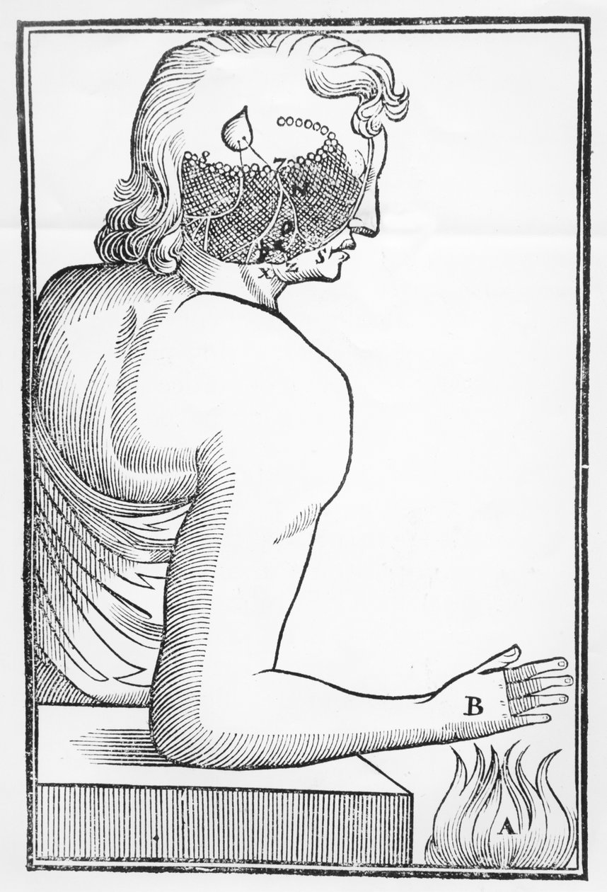 Illustration af pinealkirtlens funktion og virkning på det menneskelige nervesystem i forhold til en reaktion på ild, fra Tractatus de Homine, udgivet i Amsterdam af Elsevier, 1677 af Dutch School