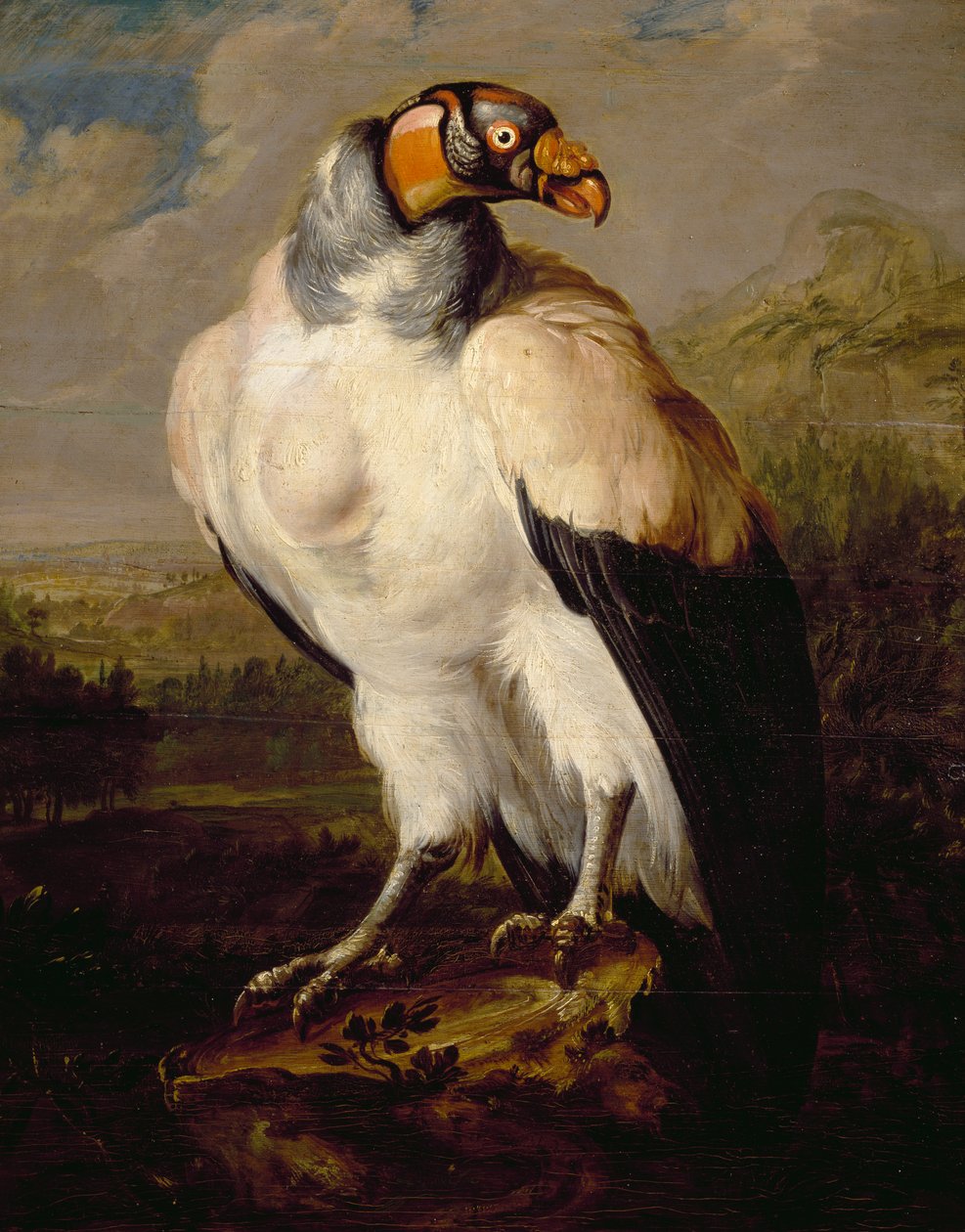 King Vulture, maleri af hollandsk ukendt kunstner, Holland af Dutch School
