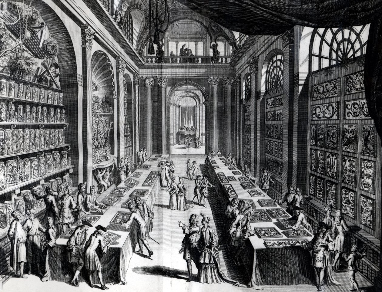 Levin Vincents samling af kuriositeter, illustration fra Theatre de la Merveilles de la Nature, ca. 1719 af Dutch School