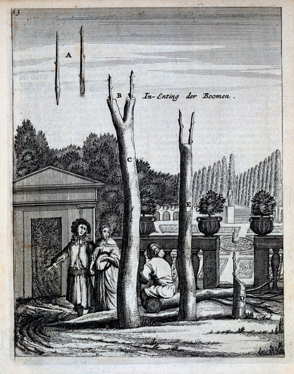 Lime and Orange Trees, fra De Nederlandze Hesperides af Jan Commelin, udgivet 1676 af Dutch School