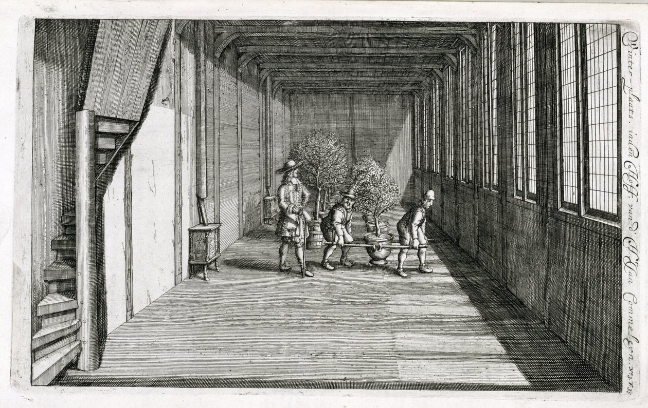 At flytte træer ind i haven til sommer, fra De Nederlandse Hesperides af Jan Commelin, udgivet 1676 af Dutch School