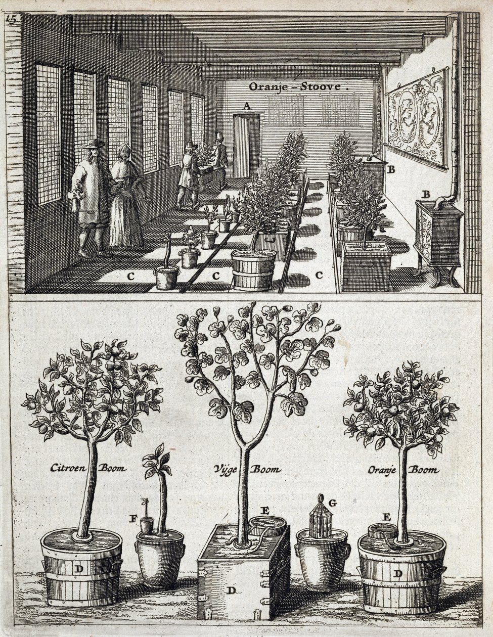 Orangeri, fra De Nederlandze Hesperides af Jan Commelin, udgivet 1676 af Dutch School