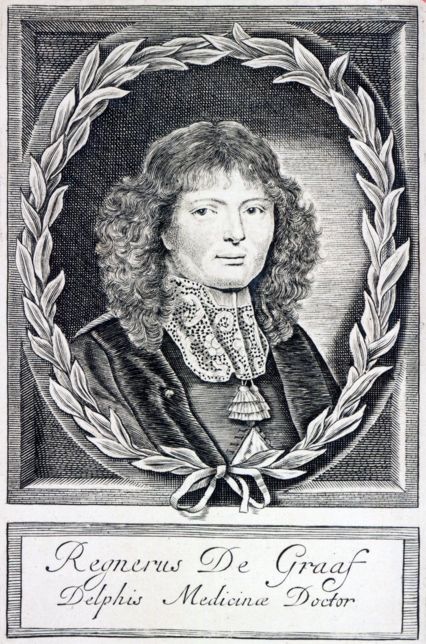 Regnier de Graaf, ca. 1670 af Dutch School