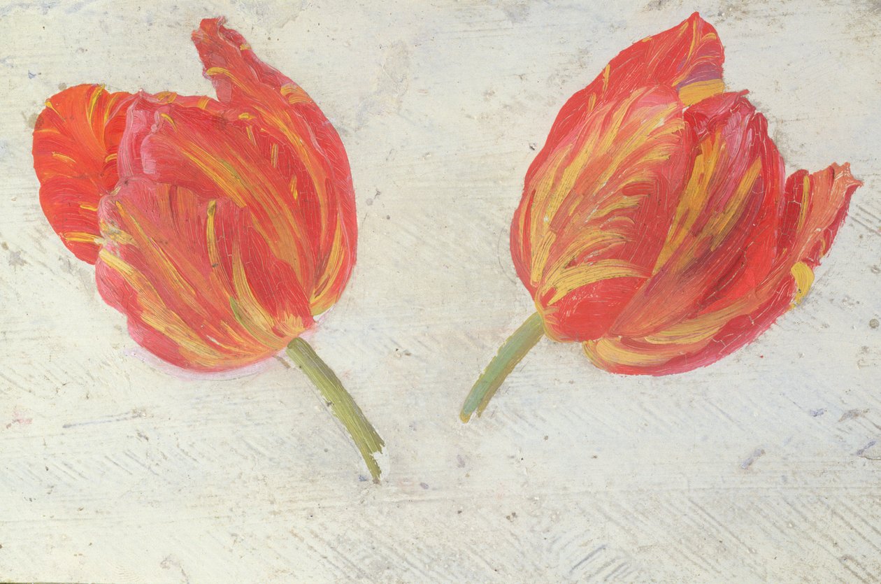 Studier af tulipaner, ca. 1830 (olie på papir) af Dutch School