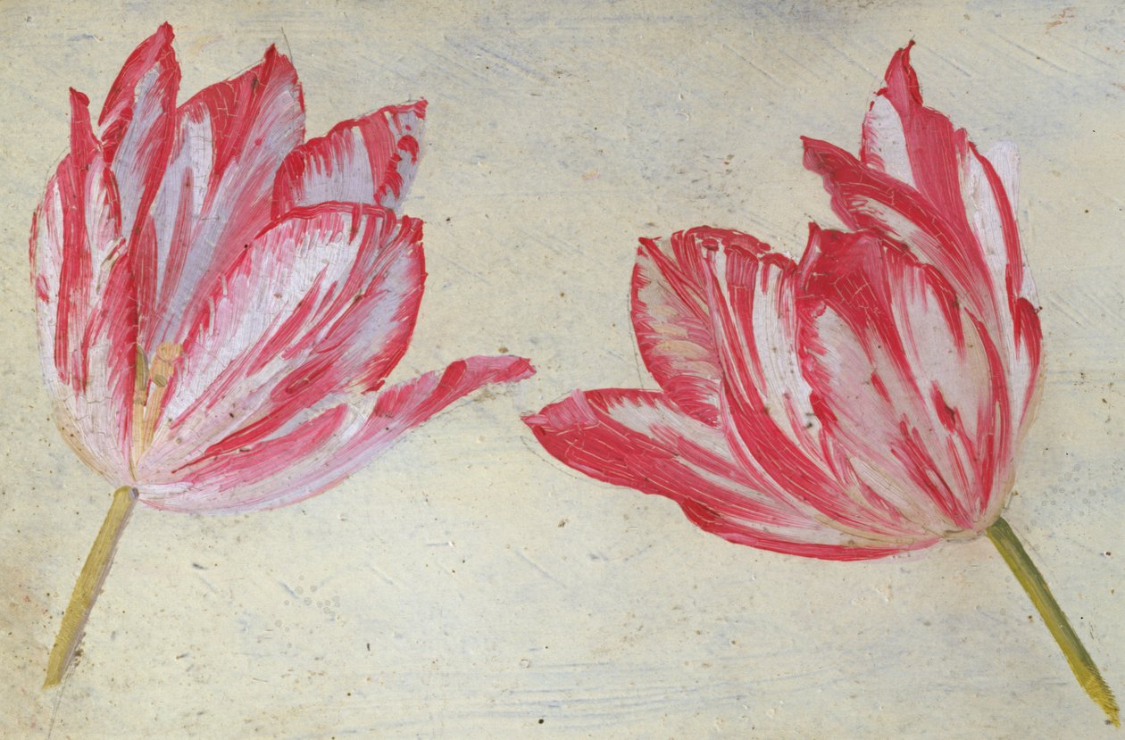 Studier af tulipaner, ca. 1830 (olie på papir) af Dutch School